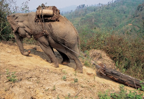 [Image: asian-elephant-pulling-log-uphill-photo-...ilkaya.jpg]