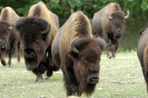 American bison herd from Nat Geographic