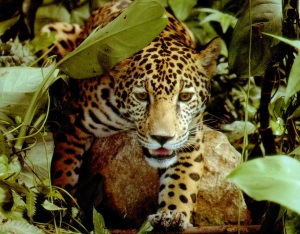 Young jaguar in the undergrowth