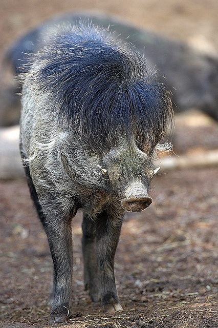 Visayan warty pig (Sus cebifrons) 