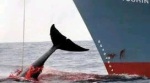 Harpooned whale diving under bows of ship