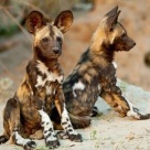 African wild dog pups