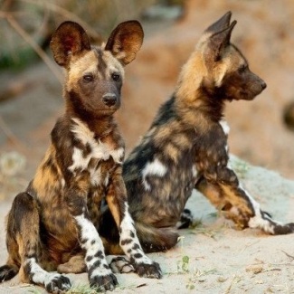 African wild dog pups