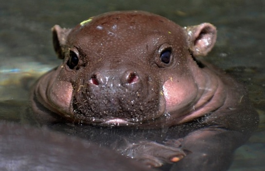 A baby Pygmy hippopotamus takes a bath in an enclosure at Tokyo's Ueno Zoo. The baby hippo was born on June 22 at the zoo. (AFP)