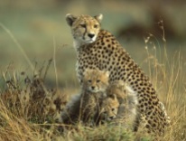 Asiatic or Iranian cheetah with cubs