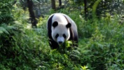 Giant panda - National Geographic