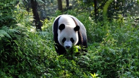 Giant panda - National Geographic