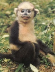 Tonkin snub-nosed monkey