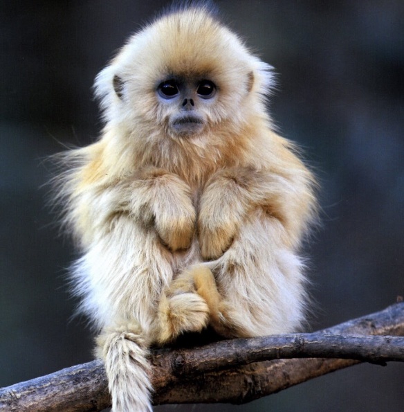 Fast Fact Attack: Endangered Species No. 66 – The Yunnan Snub-nosed Monkey  | Mungai and the Goa Constrictor