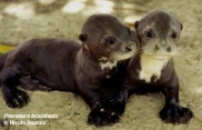 Giant otter cubs