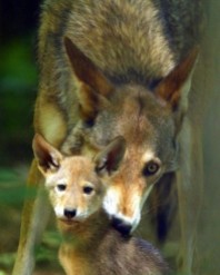 Red wolf with pup