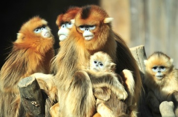 Yunnan snub-nosed monkeys
