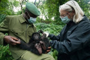 Baby Eastern lowland gorilla resued from poachers - Virunga Gorilla Park 2011 by LuAnne Cadd