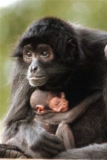Black-headed spider monkey and baby