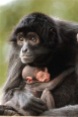 Black-headed spider monkey and baby