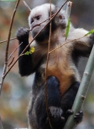 Ka’apor Capuchin monkey
