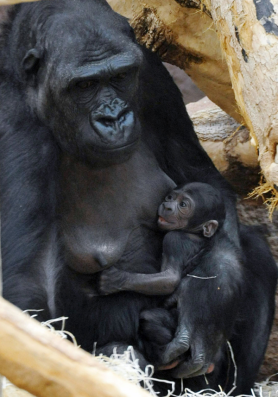 Kijivu, a captive lowland gorilla, feeds her one-day-old infant