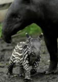 Malayan tapir and baby