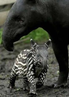 Malayan tapir and baby