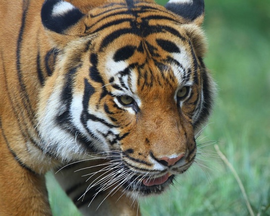 Malayan Tiger at the Cincinnati Zoo and Botanical Garden. 