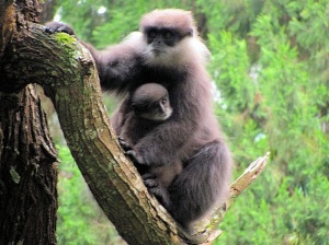 Western purple-faced langur with infant