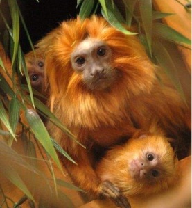A golden lion tamarin dad , front and back, rare twin babies, Brandywine Zoo, Wilmington, Delaware.
