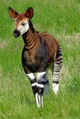 Okapi by Charles Miller IUCN 2