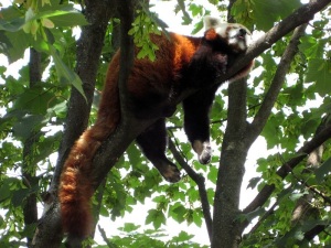 Red panda sleeping in a tree by Aconcagua