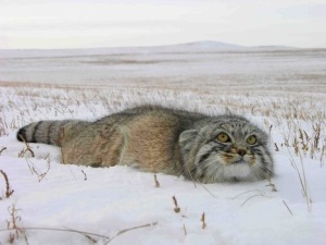 The Creature Feature: 10 Fun Facts About the Pallas' Cat