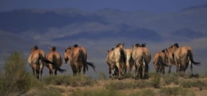 herd going down the steppe
