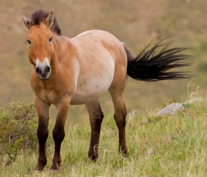 Horse showing colours