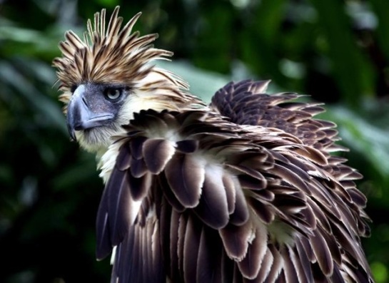 Philippine Eagle Center (PEC) on the outskirts of Davao City