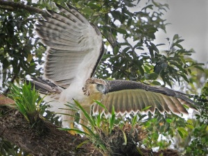 Philippine juvenile eagle leaving the nest by Mark Wilson