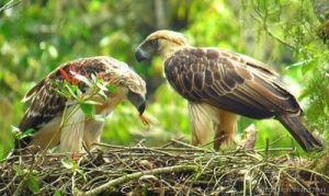 Phillippine eagles on nest