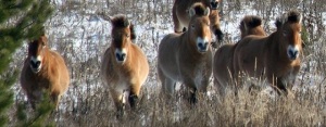Przewalski horse population in the exclusion zone of the Chernobyl power plant