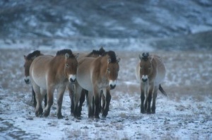 Przewalski horses in the snow by Dr Petra Kaczensky