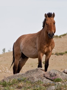 Przewalski's Horse - Hustai National Park - Author Chinneeb wiki