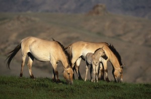 Przewalski's horses with foal