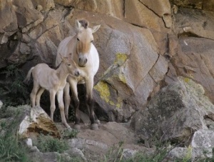 Takhi mare with foal, Equus caballus przewalskii, Hustain Nuruu National Park, Mongolia by Frans Lanting