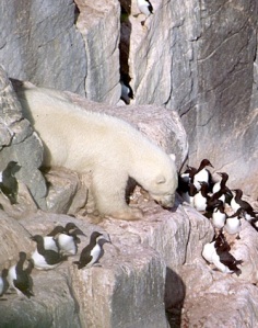 A lone polar bear targeting thick-billed murres and their eggs
