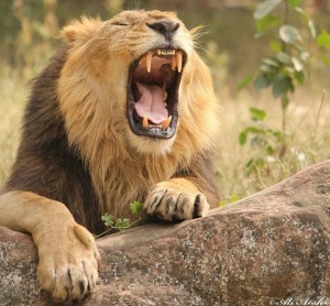 Asiatic lion showing his huge teeth 