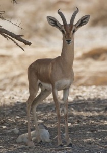 Dorcas gazelle 
