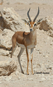 Dorcas gazelle Al Wabra Wildlife Preservation