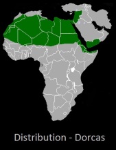Dorcas gazelle distribution 