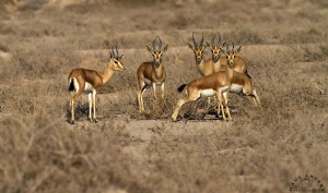 Dorcas gazelle herd