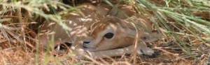 Dorcas gazelle - newborn hiding in the shade