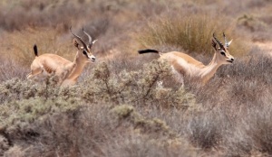 Dorcas gazelle running