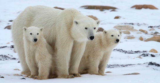 Mother and cubs, Churchill, Manitoba, Canada - Courtesy of Natural Habitat Adventures