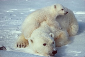 Polar bear 11