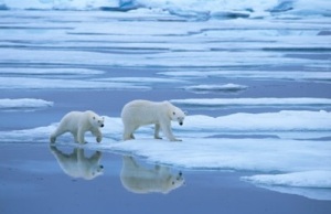 Polar bear 12